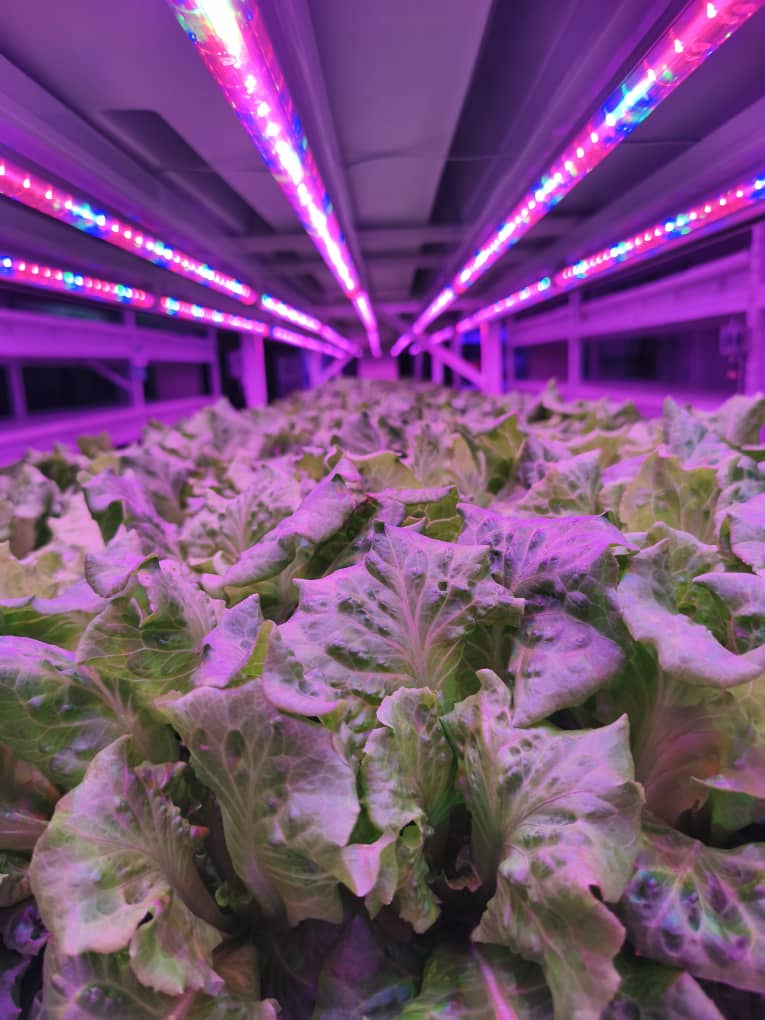 Lettuce Premium growing under LED lighting inside Chin Woh's indoor hydroponic farm in Ipoh.