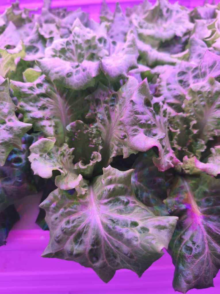 Lettuce Premium growing under LED lighting inside Chin Woh's indoor hydroponic farm in Ipoh.