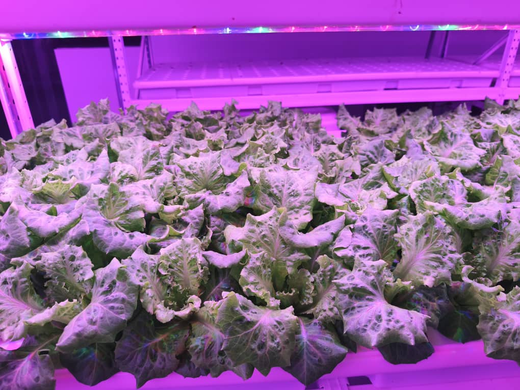 Lettuce Premium growing under LED lighting inside Chin Woh's indoor hydroponic farm in Ipoh.