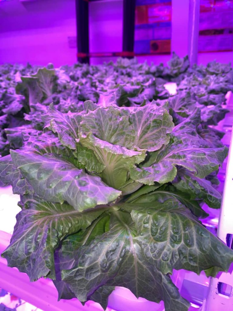 Lettuce Premium growing under LED lighting inside Chin Woh's indoor hydroponic farm in Ipoh.