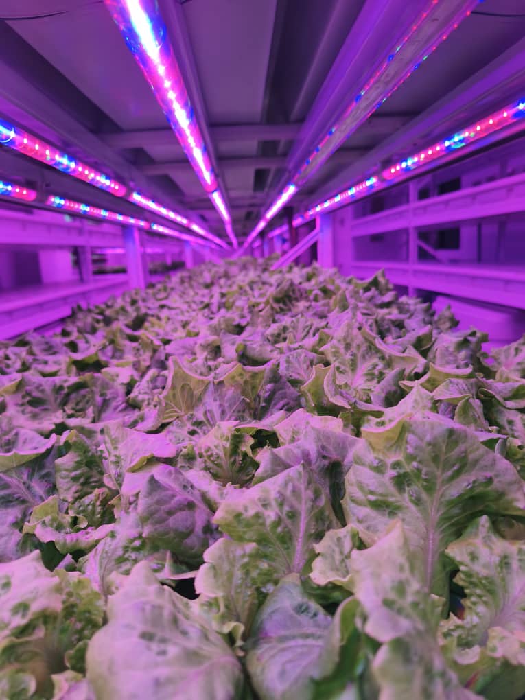 Lettuce Premium growing under LED lighting inside Chin Woh's indoor hydroponic farm in Ipoh.